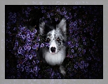 Kwiaty, Pies, Border collie, Astry marcinki